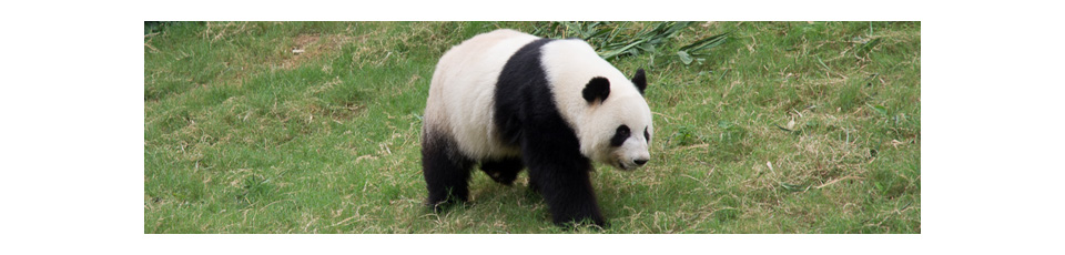 a panda bear walking on grass