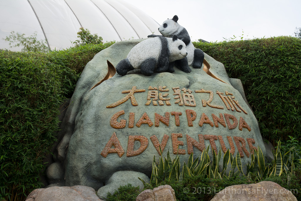 a giant pandas on a rock