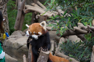a red panda on a tree stump
