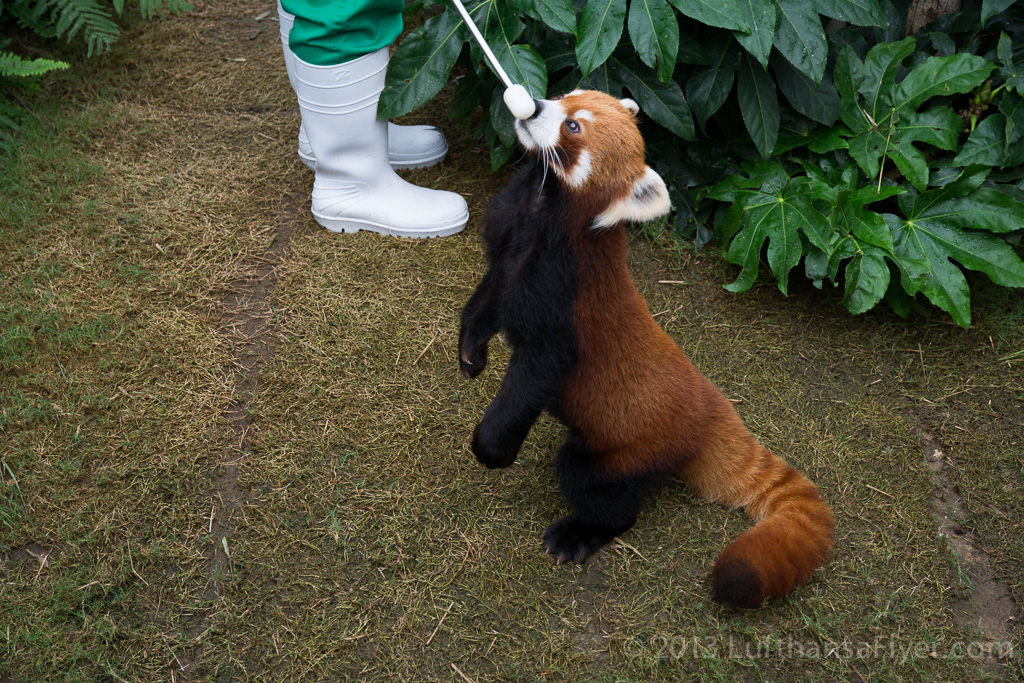 a red panda holding a white object