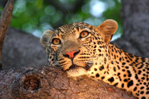 a leopard lying on a tree branch