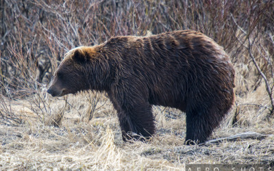 Anchorage Plane Spotting 2014 Edition – Part I