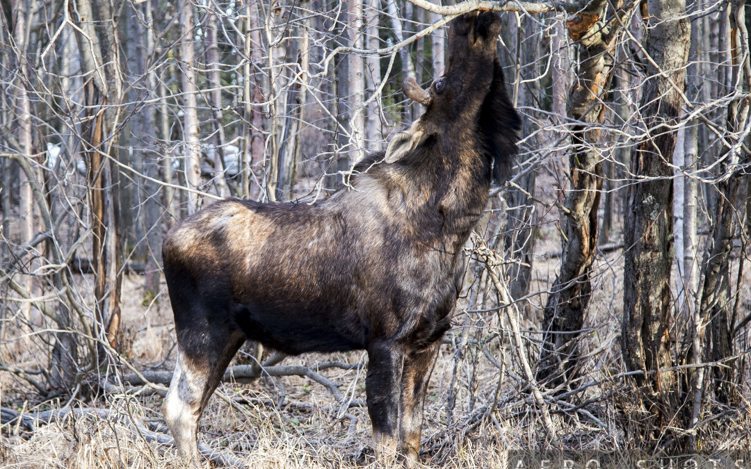 a moose eating from a tree