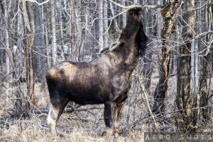 a moose eating from a tree