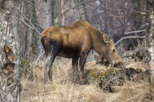 a moose eating grass in the woods