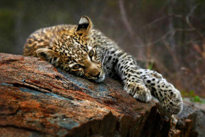 a leopard lying on a rock