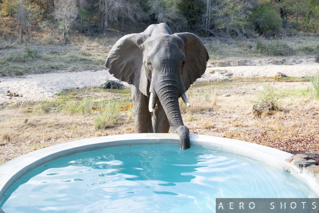 An adolescent Elephant uses our plunge pool as an open bar.......