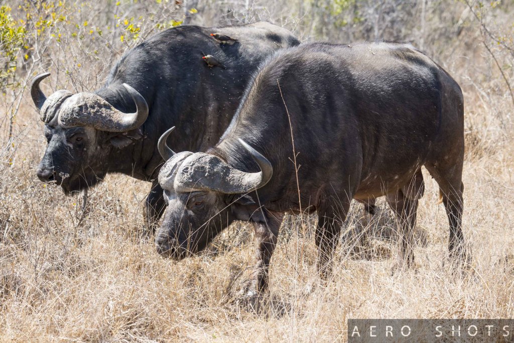 Of all the 'Big 5', the buffalo is perhaps the most dangerous.
