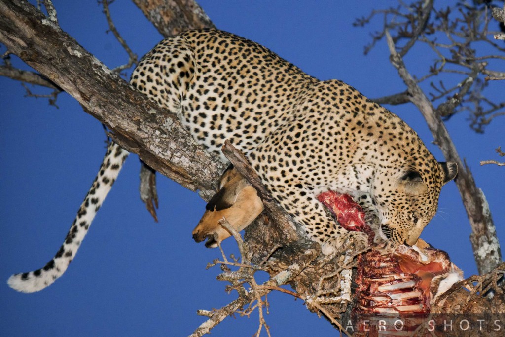 One of the first things we saw, a Leopard guarding his kill from a pack of Hyenas....