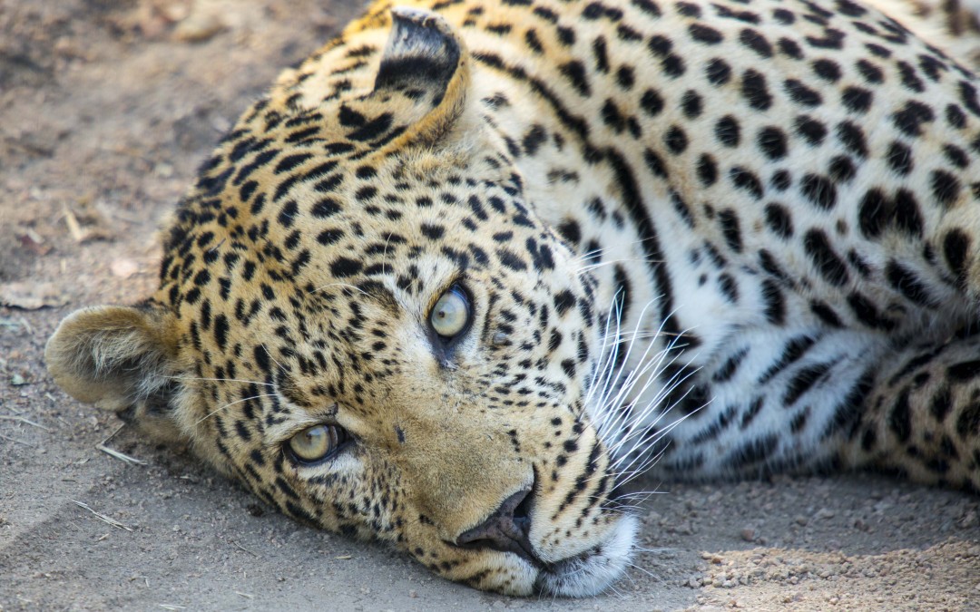 A Week On Safari In Africa:   Here’s A Taste Of Upcoming Reports