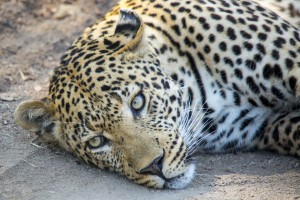 a leopard lying on the ground