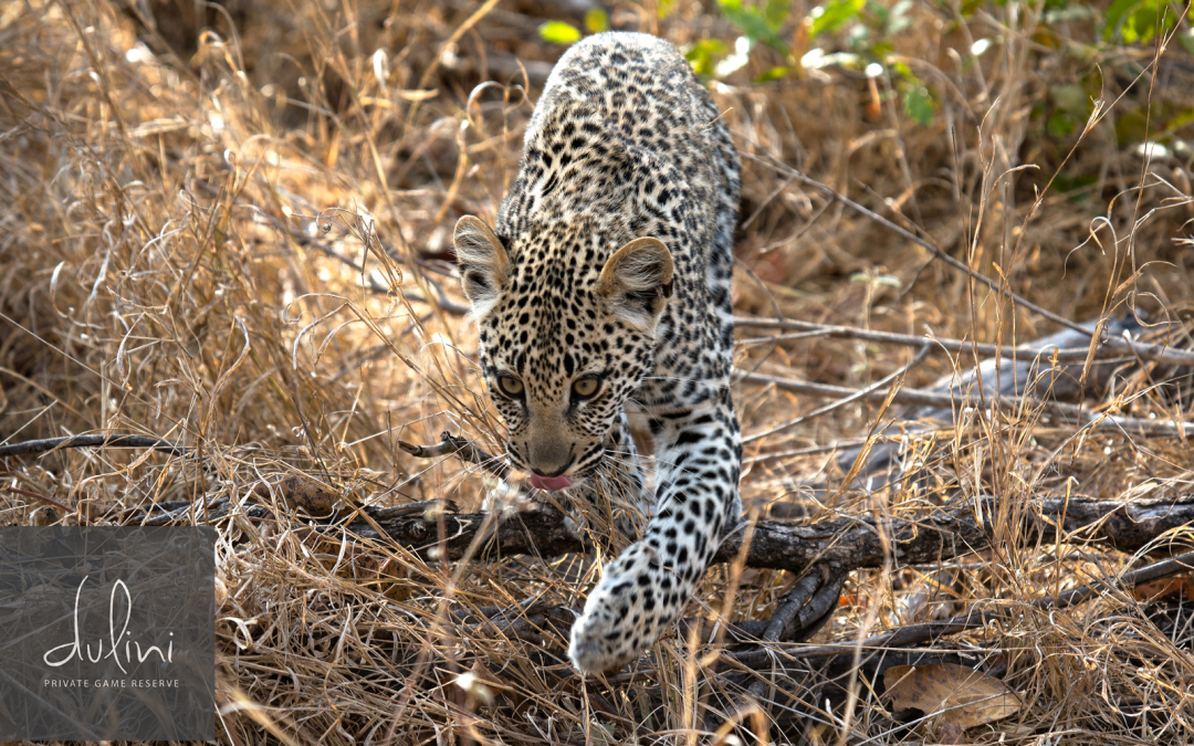 Scenes From A Dulini Lodge Safari Part III:  Tlangisa & Her Cubs