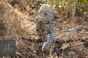 a leopard walking on a branch