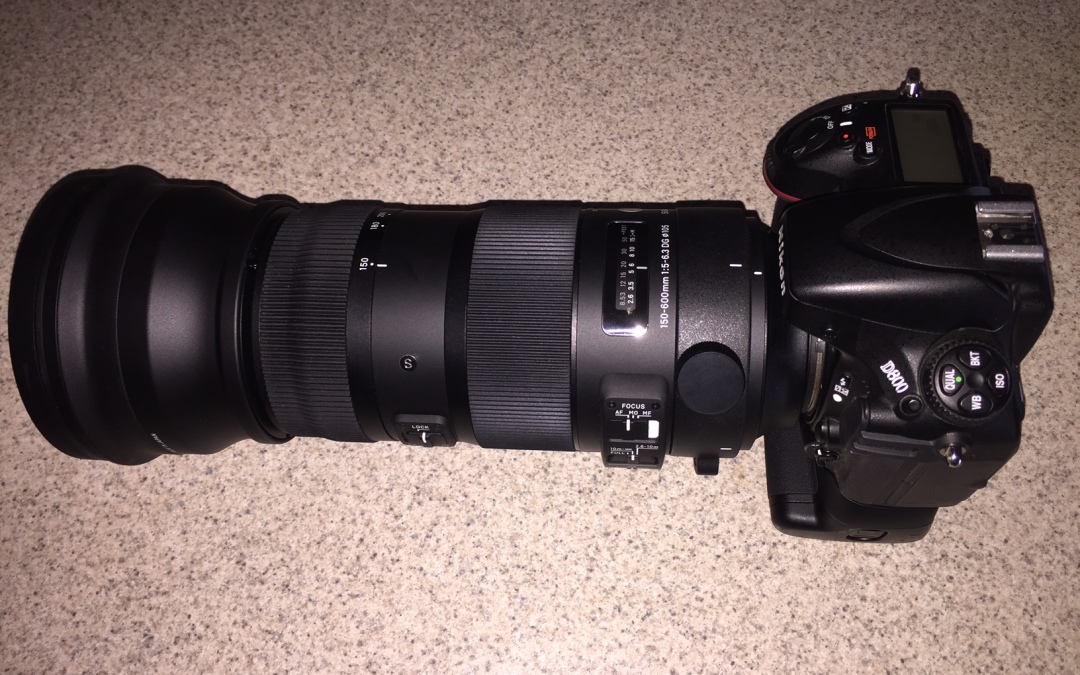 SIGMA 150-600mm Telephoto Lens:  Impressions and Review