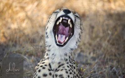 Scenes From A Dulini Lodge Safari Part I: Cheetah vs. Wild Dogs vs. Wart Hog