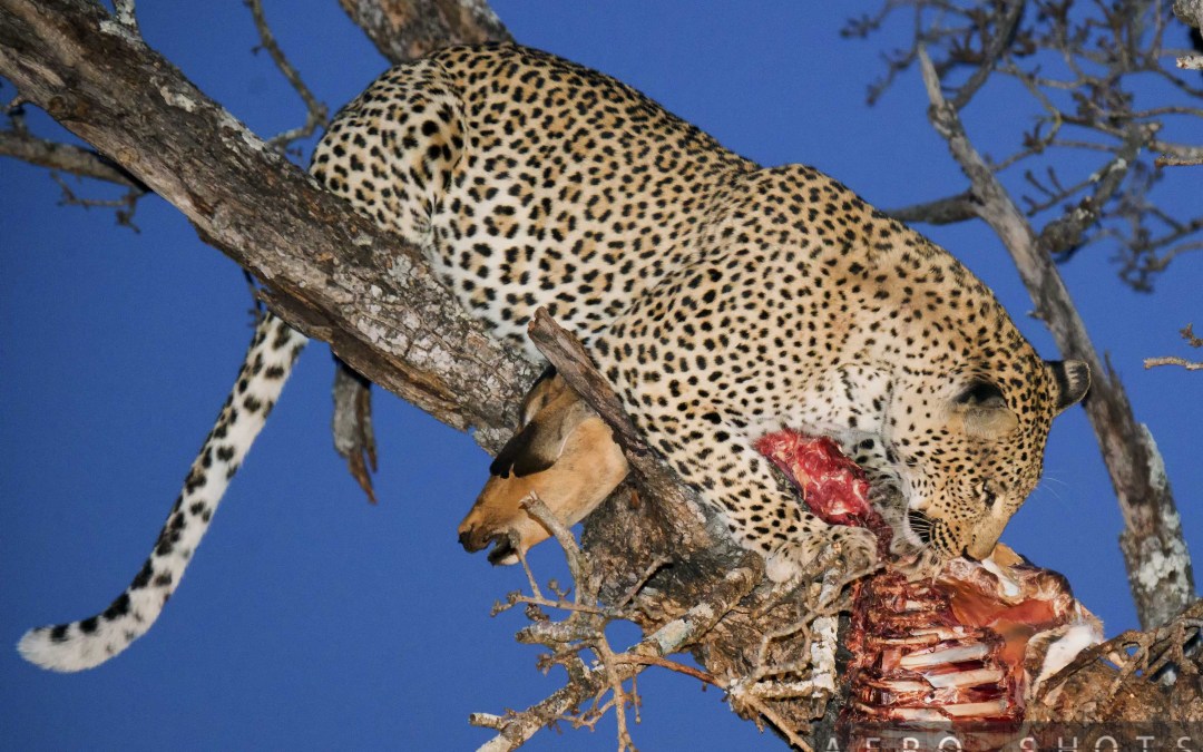 Scenes From A Dulini Lodge Safari Part II:  A Leopard & Her Dinner……
