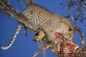 a leopard eating a deer in a tree