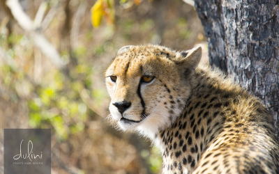 Scenes From A Dulini Lodge Safari Part IV:  The Many Faces Of A Cheetah