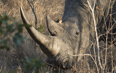 South African Airways Cargo BANS Transport Of Animal Trophies