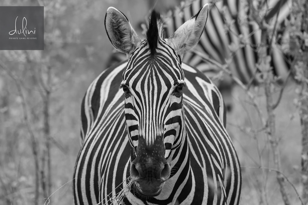 Zebra....Up close and personal