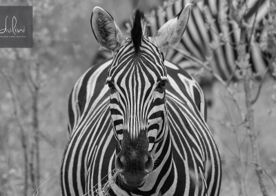 BW_Zebra