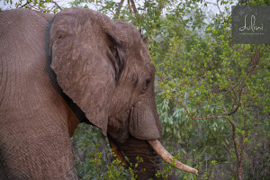an elephant with tusks in the woods