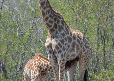 Giraffe_Nursing