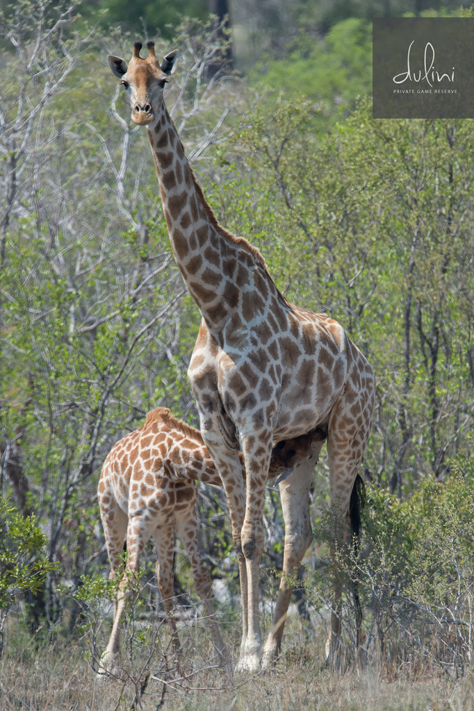 Giraffe_Nursing