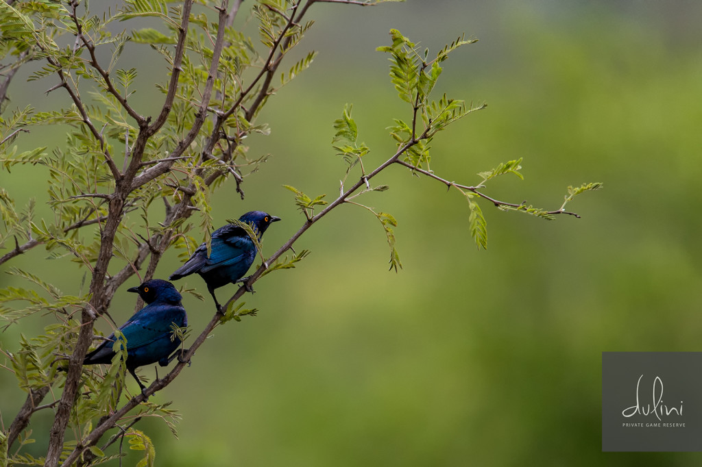 Greater_Blue_Ear_Starling
