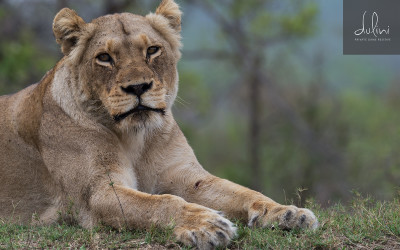 Scenes From Safari: Part II