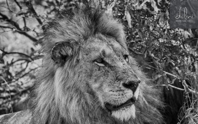 Scenes From Safari: Part IV