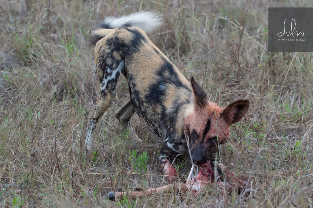 A Wild Dog enjoys his reward from a successful hunt
