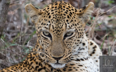 Scenes From Safari:  Part V