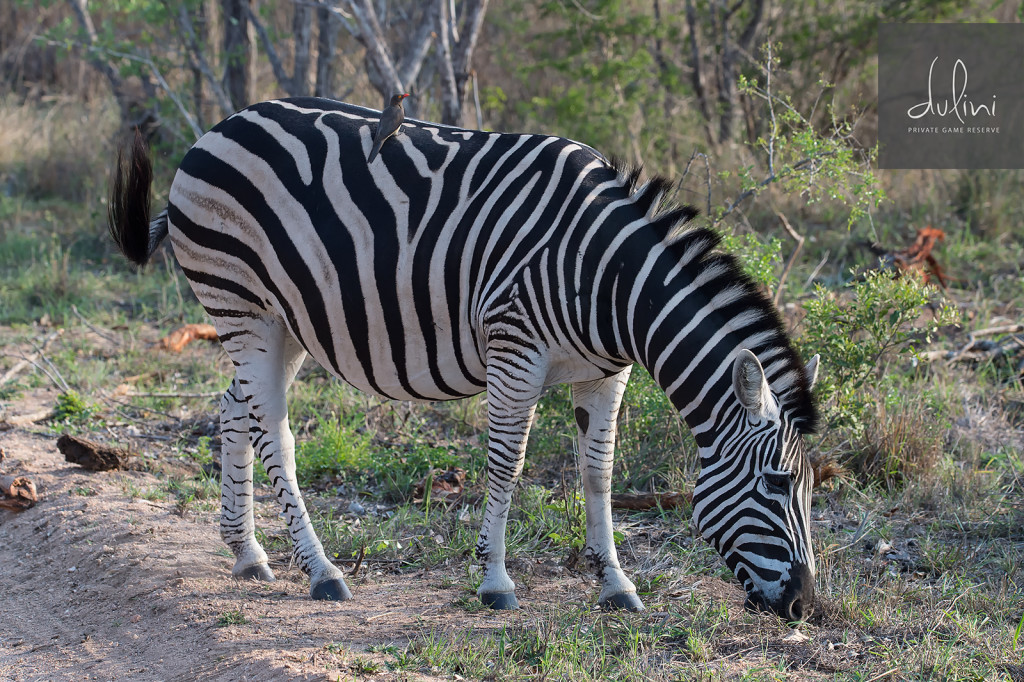 A very pregnant Zebra eats for 2, while an Oxpecker goes for a ride....