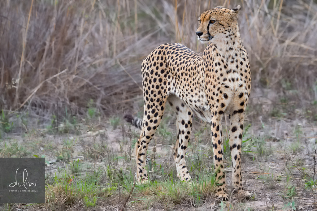a cheetah standing in grass