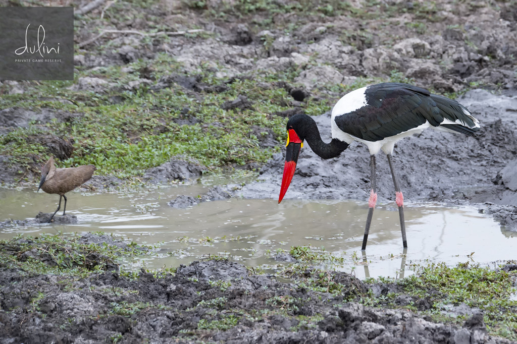 a bird standing in a puddle