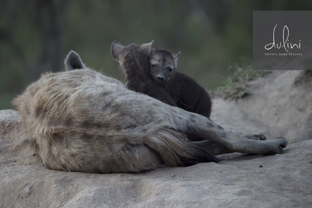 a hyena with its baby