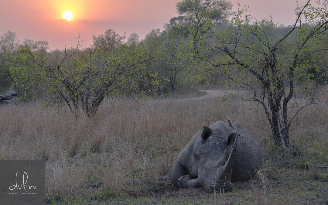a rhino lying in the grass