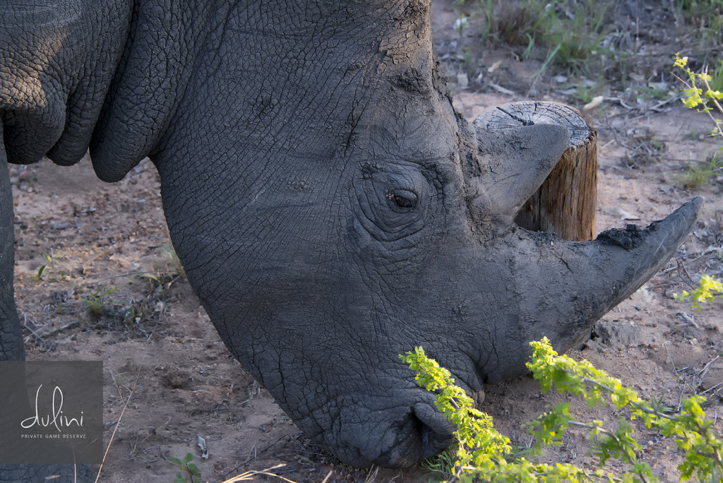 a rhinoceros with mud on its head