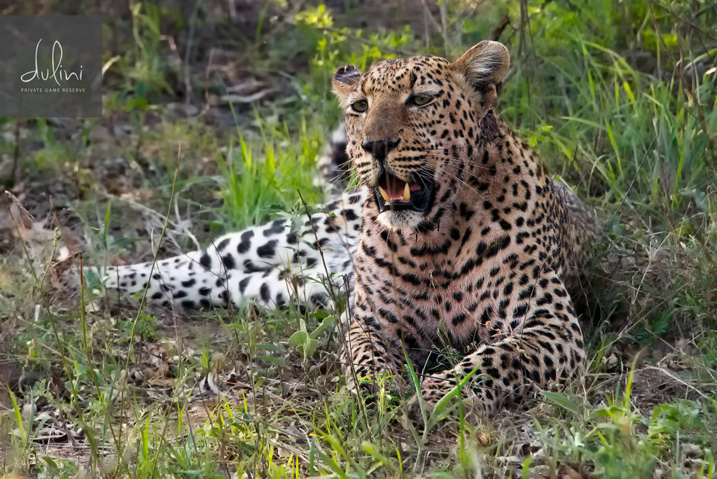 a leopard lying in the grass