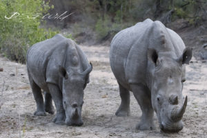two rhinoceros standing in dirt
