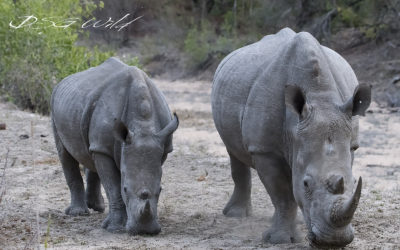 Rhino Revolution Needs Our Help ASAP!