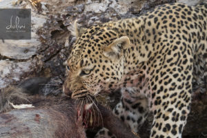 a leopard eating a animal