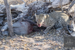 a leopard eating a animal