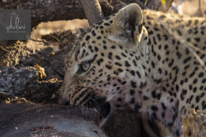 a leopard eating a carcass