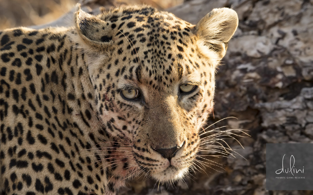 Safari 2016:   A Leopard Earns His Bacon