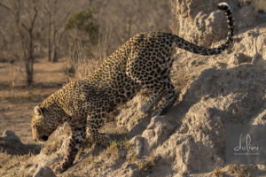 a leopard climbing a rock