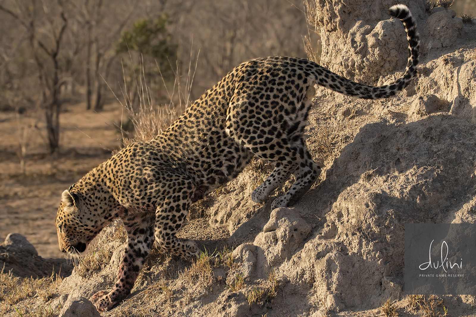 A few minutes later he went back to the Warthog to hide the carcass from Hyenae or other predators that could challenge him for the Warthog.