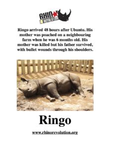 a rhino lying in mud