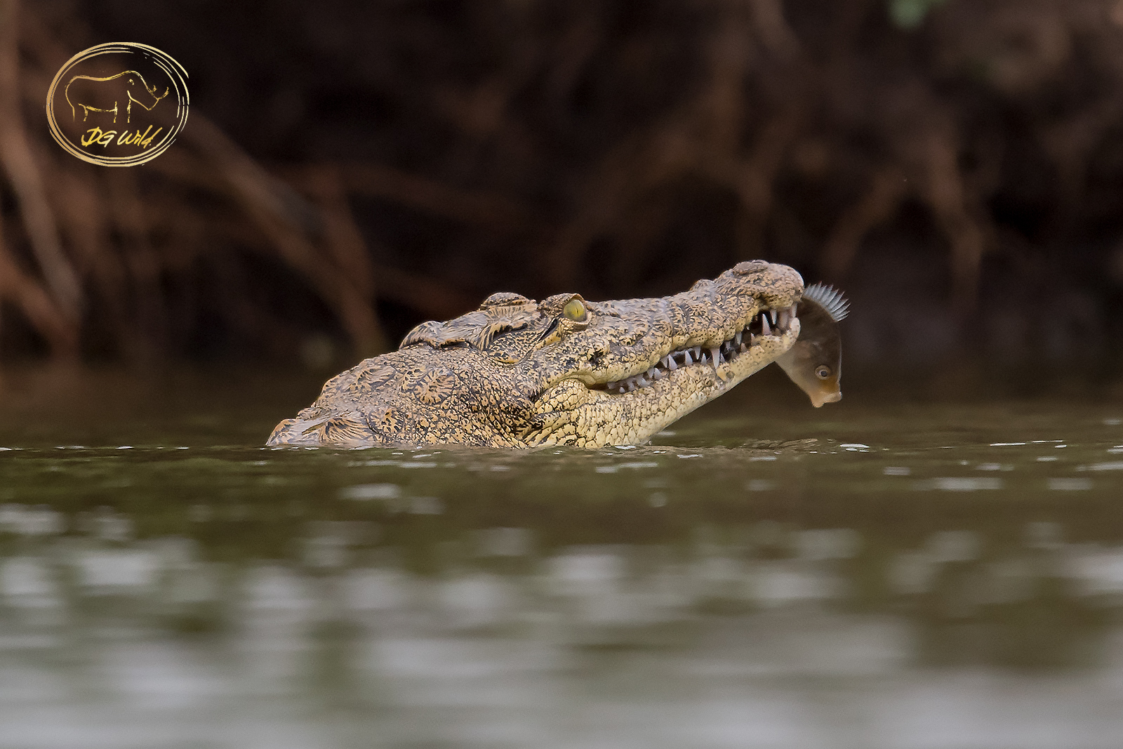 a crocodile with a fish in its mouth